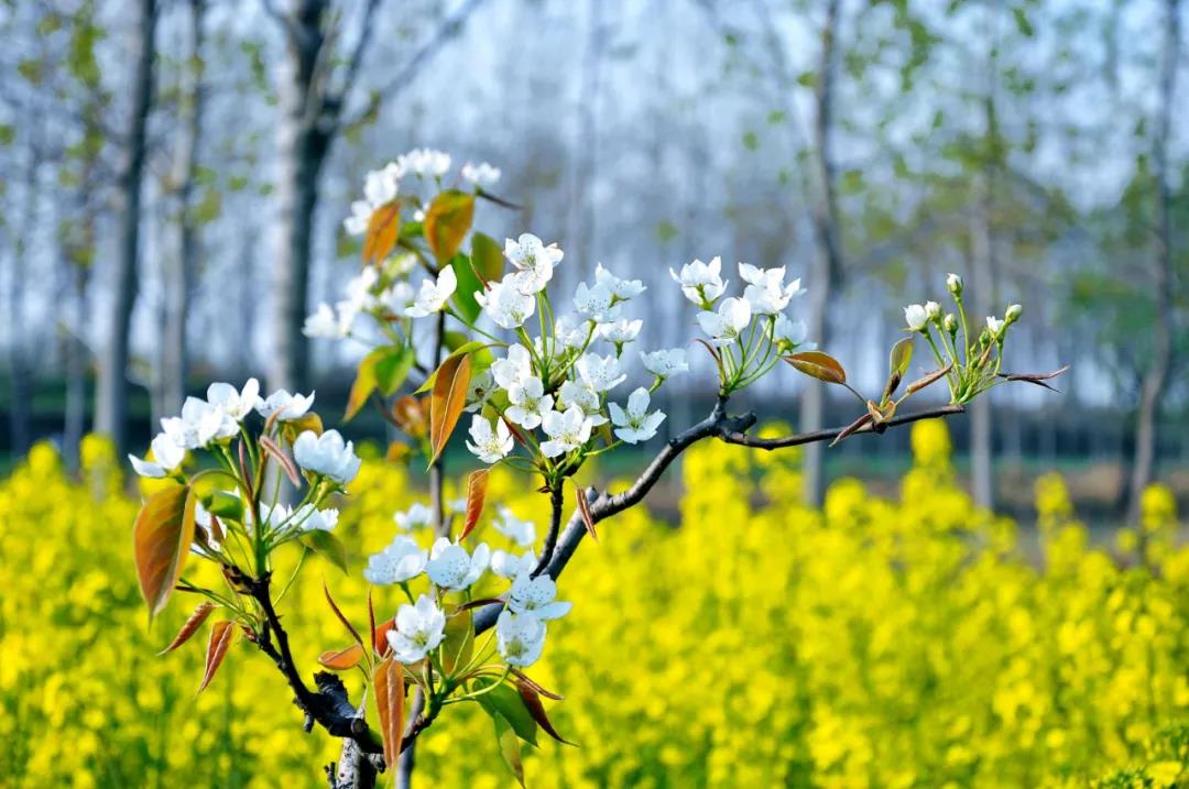 ���μ���ag8����